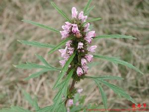 輪傘花序 輪傘花序