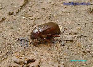 東南大黑鰓金龜 東南大黑鰓金龜