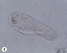 原生生物 原生生物