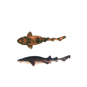 闊口真鯊 闊口真鯊