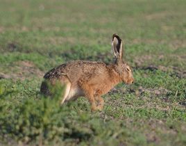 草兔中亞亞種 草兔中亞亞種