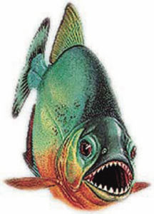 納氏鋸脂鯉