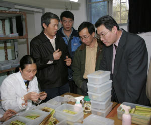 （圖）椰心葉甲的防治 