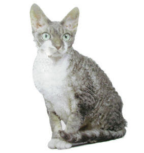 德文鬈毛貓 德文鬈毛貓