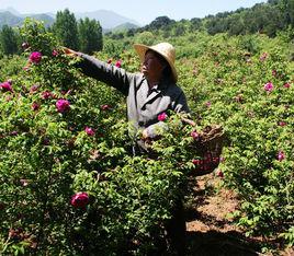 黑漢嶺村 黑漢嶺村