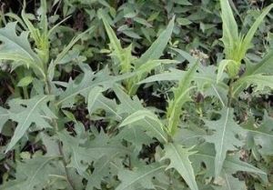 高株山萵苣 高株山萵苣