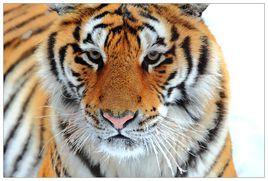 西玻利亞虎 西玻利亞虎