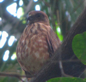 尼科巴群島雀鷹 尼科巴群島雀鷹