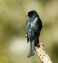 菲律賓烏鵑 菲律賓烏鵑