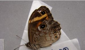 棕帶眼蝶 棕帶眼蝶