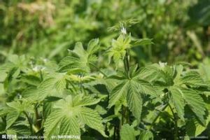 原拉拉藤 原拉拉藤