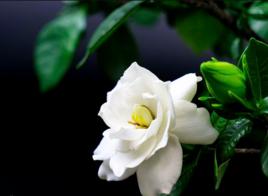 梔子花[茜草目茜草科植物]