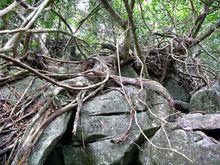 呀諾達雨林文化旅遊區
