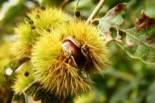 栗子[栗屬植物]