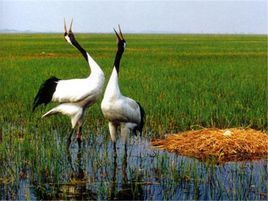 扎龍國家級自然保護區