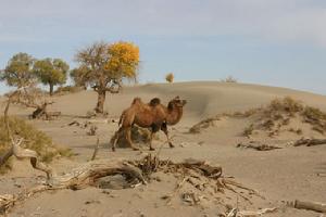 安南壩野駱駝自然保護區
