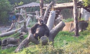 北京動物園大猩猩館