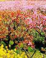 南匯桃源民俗村 南匯桃源民俗村