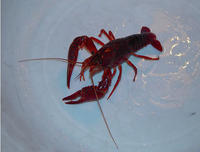 生物入侵者 生物入侵者