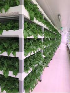 植物工廠水培冰菜