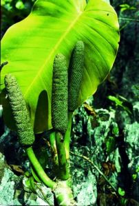 粗莖崖角藤 粗莖崖角藤