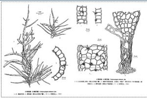 小彎枝藻 小彎枝藻