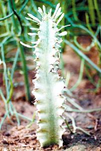 大戟閣錦 大戟閣錦