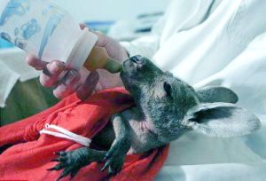 袋鼠狄佳娜 袋鼠狄佳娜