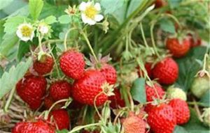 玉豐草莓採摘生態園 玉豐草莓採摘生態園