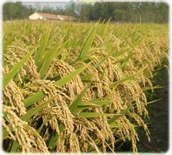 金穗8號 金穗8號