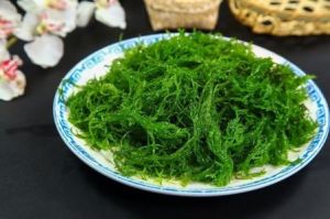 翡翠珊瑚草 翡翠珊瑚草