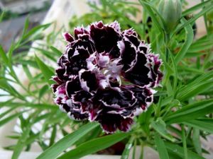 黑玫瑰石竹 黑玫瑰石竹