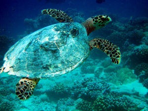 地球上最大的海洋生物保護地