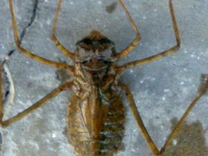 海神弓蜓終齡幼蟲,剛蛻皮不久後翅芽還很薄