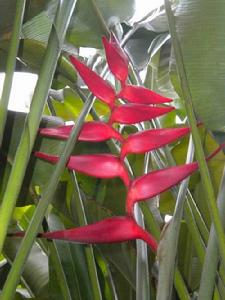 富紅蠍尾蕉 富紅蠍尾蕉