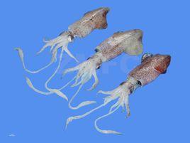 小管槍烏賊 小管槍烏賊