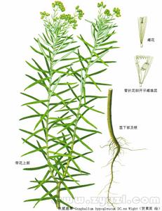 天水蟻草 天水蟻草