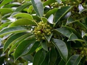 廣西紫果冬青 廣西紫果冬青