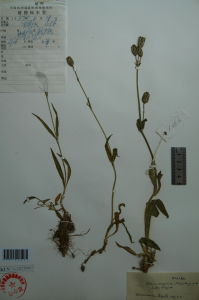 準噶爾蠅子草 準噶爾蠅子草