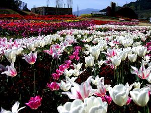 （圖）豪華鬱金香