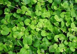 大葉過路黃 大葉過路黃