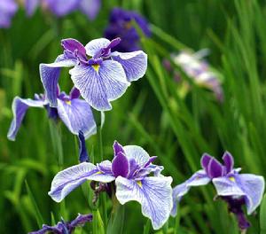 馬蘭花[馬蓮花的別名]