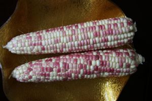 京甜紫花糯2號 京甜紫花糯2號