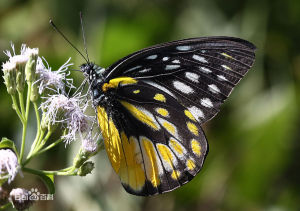 黃裙粉蝶 黃裙粉蝶
