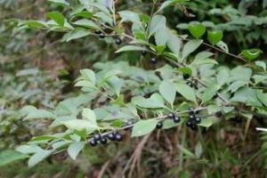 江西滿樹星 江西滿樹星