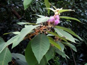 巒葉紫珠 巒葉紫珠