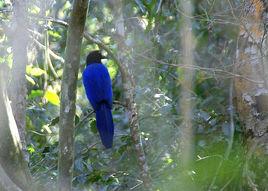 紫背冠鴉 紫背冠鴉