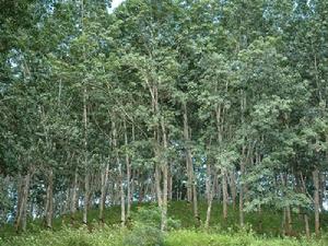 曼崗景村-橡膠林地