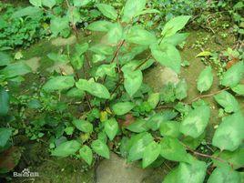 火炭母草[植物]