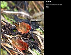 赤朱雀常營巢於高山多岩山谷灌叢中